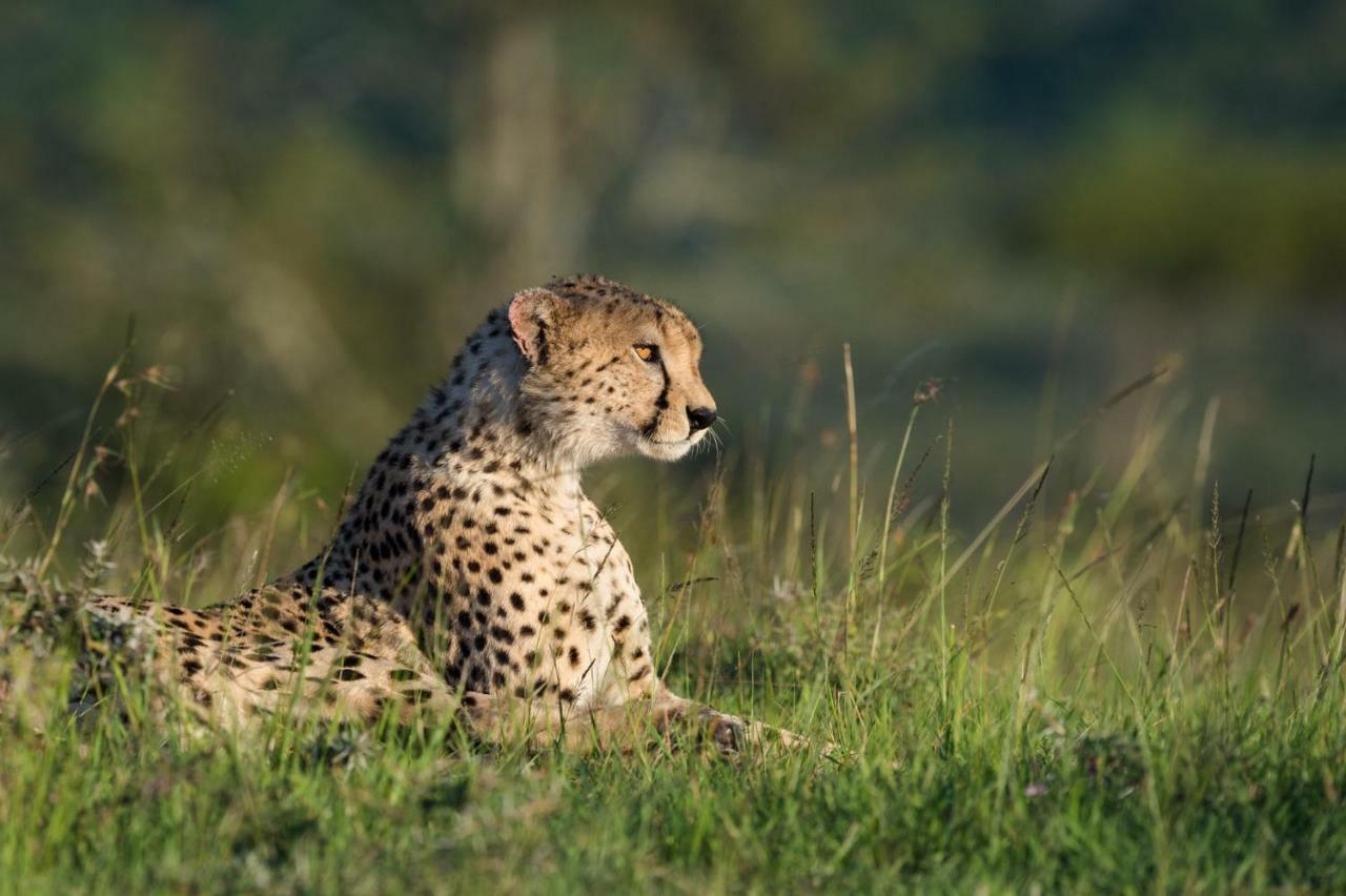 Taasa Lodge Serengeti Exteriör bild