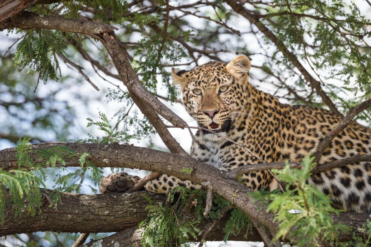 Taasa Lodge Serengeti Exteriör bild